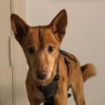 Basenji Podenco Mischling Luck, 05/2018, ca. 45 cm,12161 Berlin