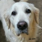 Golden Retriever Luni, 01/2020, ca. 50 cm ,61991 Rosbach