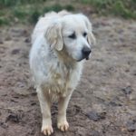 Golden Retriever Luni, 01/2020, ca. 50 cm ,61991 Rosbach