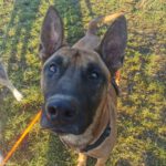 Malinois Mischling Mali, 08/2022, ca. 55 cm