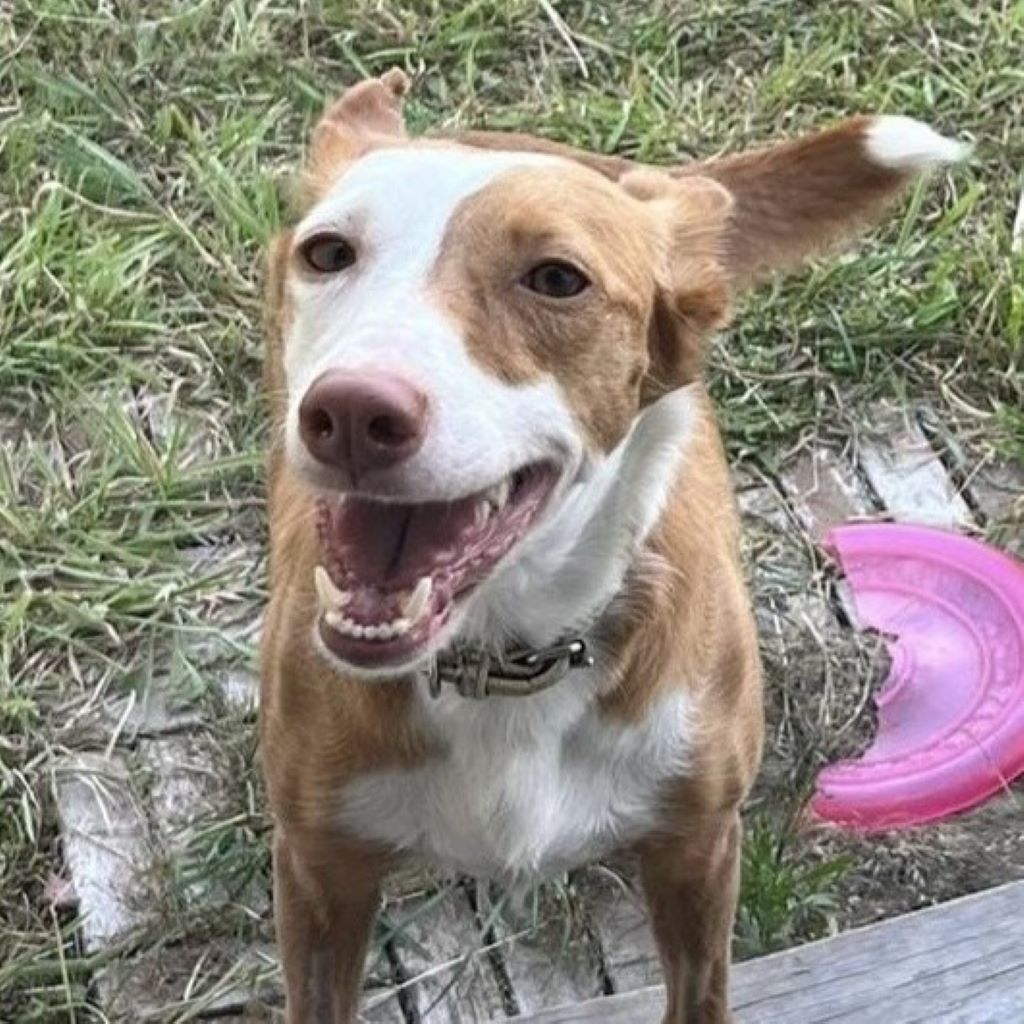 Podenco Medina, 01/2022, ca. 45 cm, 34117 Kassel