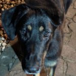 Schäferhund Mischling Mellie, 03/2024, Endgröße ca.65 cm, 18469 Karnin