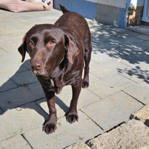 Labrador Milka, 07/2018, ca. 50 cm, 87634 Obergünzburg