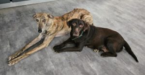 Labrador Milka, 07/2018, ca. 43 cm, 87634 Obergünzburg