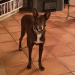 Podenco Morena, 01/2015, ca. 40 cm, 59269 Beckum