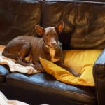 Podenco Morena, 01/2015, ca. 40 cm, 59269 Beckum