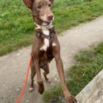 Podenco Morena, 01/2015, ca. 40 cm, 59269 Beckum