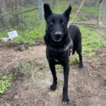 Malinois Mischling Morgan, 09/2020, ca. 65 cm