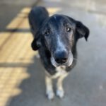 Mastin Mozzarella, 05/2015, ca. 65- 70 cm