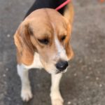 Beagle Mufasa, 06/2023, ca. 40 cm