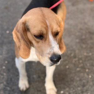 Beagle Mufasa, 06/2023, ca. 40 cm