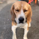 Beagle Mufasa, 06/2023, ca. 40 cm