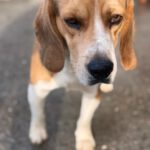 Beagle Mufasa, 06/2023, ca. 40 cm