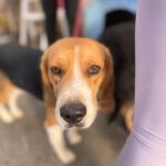 Beagle Mufasa, 06/2023, ca. 40 cm