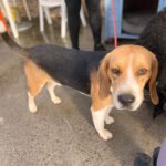 Beagle Mufasa, 06/2023, ca. 40 cm