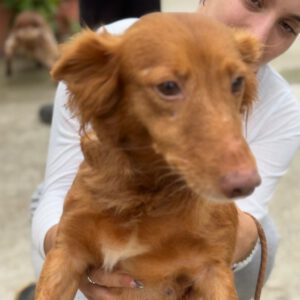 Podenco Maneto Pelusa, 09/2017, ca. 35 cm