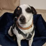 Bodeguero Peter, 05/2022, ca. 40 cm, 27367 Ahausen/Eversen