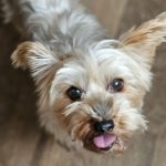 Yorkshire Terrier Piki, 03/2013, ca. 23 cm, 73272 Neidlingen