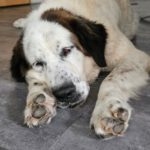 Pyrenäen Mastiff Pina,12/2022, ca. 75 cm, 87634 Obergünzburg