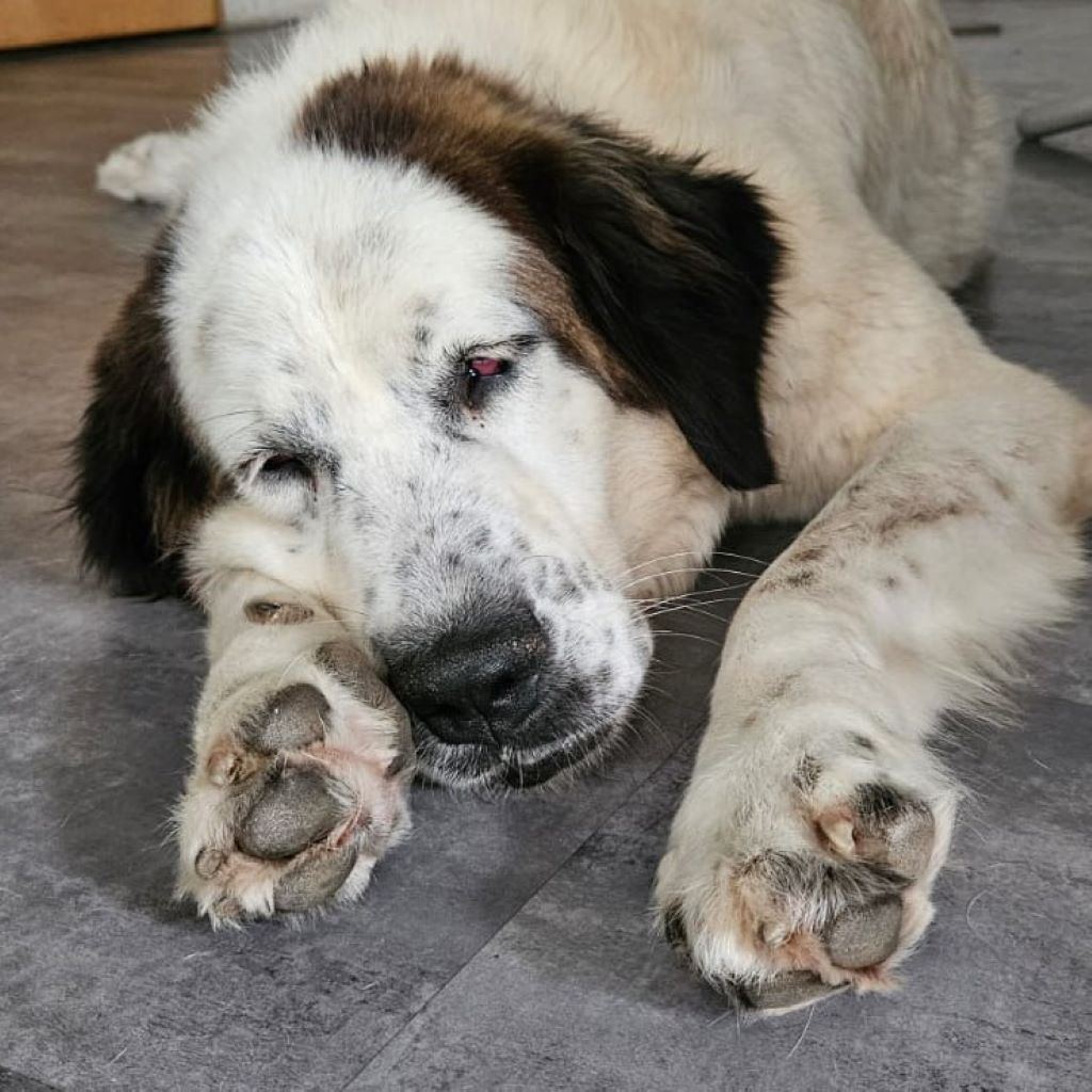 Pyrenäen Mastiff Pina,12/2022, ca. 75 cm, 87634 Obergünzburg