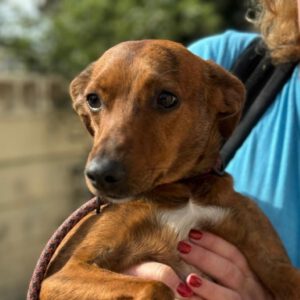 Podenco Mischling Pipo, 12/2023, ca. 40 cm