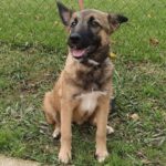 Malinois Mischling Piraña, 08/2024, Endgröße ca. 55-65 cm