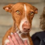 Podenco Pitufina, 06/2023, ca. 40 cm