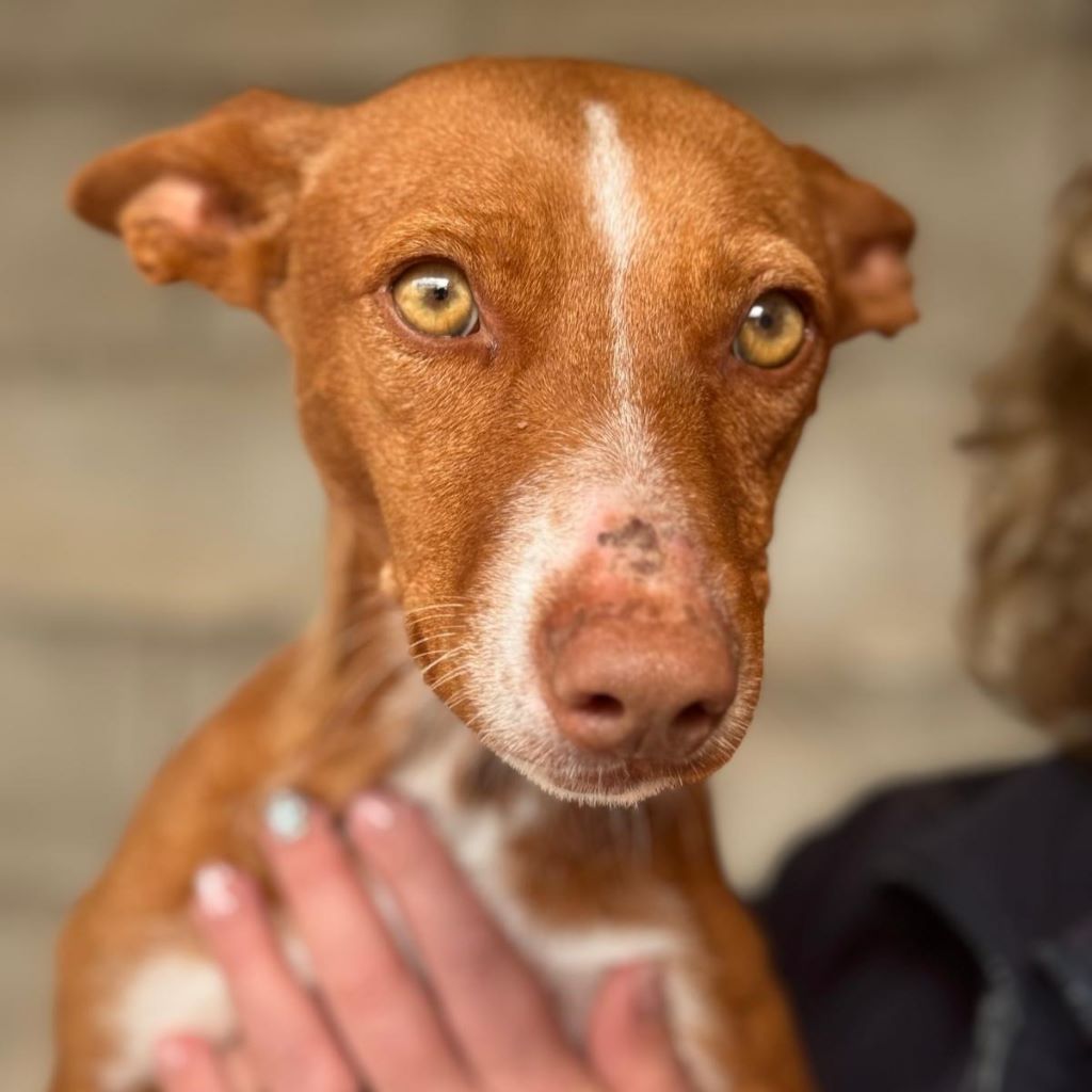 Podenco Pitufina, 06/2023, ca. 40 cm