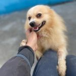 Pomeranian Pony Torero, 03/2021, ca. 31 cm