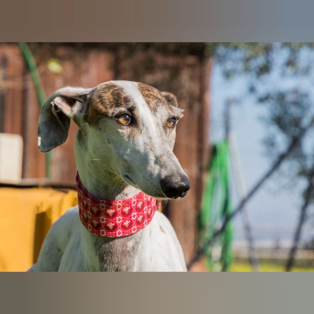 Galgo Rayo, 04/2020, ca. 66 cm