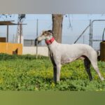 Galgo Rayo, 04/2020, ca. 66 cm