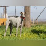 Galgo Rayo, 04/2020, ca. 66 cm