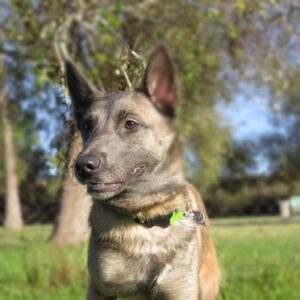 Malinois Mischling Robin, 10/2023, ca. 63 cm