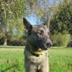 Malinois Mischling Robin, 10/2023, ca. 63 cm