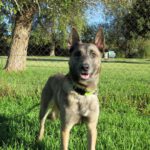 Malinois Mischling Robin, 10/2023, ca. 63 cm