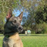 Malinois Mischling Robin, 10/2023, ca. 63 cm