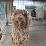 Wasserhund Rocky, 02/2022, ca. 50 cm