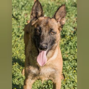 Malinois Ronald, 06/2023, ca. 57 cm