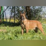 Malinois Ronald, 06/2023, ca. 57 cm