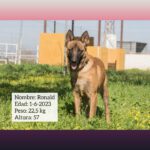 Malinois Ronald, 06/2023, ca. 57 cm