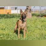 Malinois Ronald, 06/2023, ca. 57 cm