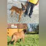 Malinois Ronald, 06/2023, ca. 57 cm