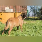 Malinois Ronald, 06/2023, ca. 57 cm