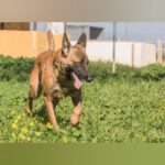 Malinois Ronald, 06/2023, ca. 57 cm