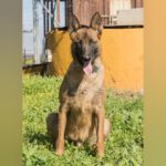 Malinois Ronald, 06/2023, ca. 57 cm