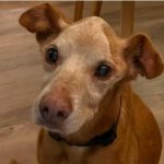 Podenco Rubito, 05/2012, ca. 40 cm, 91623 Sachsen b.A.