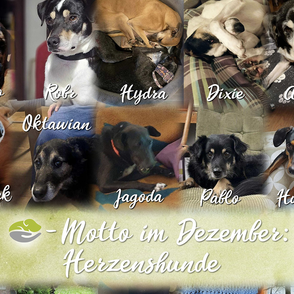 SALVA-Motto im Dezember: Herzenshunde