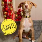 Podenco Santi,10/2024, Endgröße ca. 50- 55 cm, 61191 Rodheim vor der Höhe