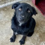 Labrador Mischling Sexy, 07/2024 Endgröße ca. 55 cm
