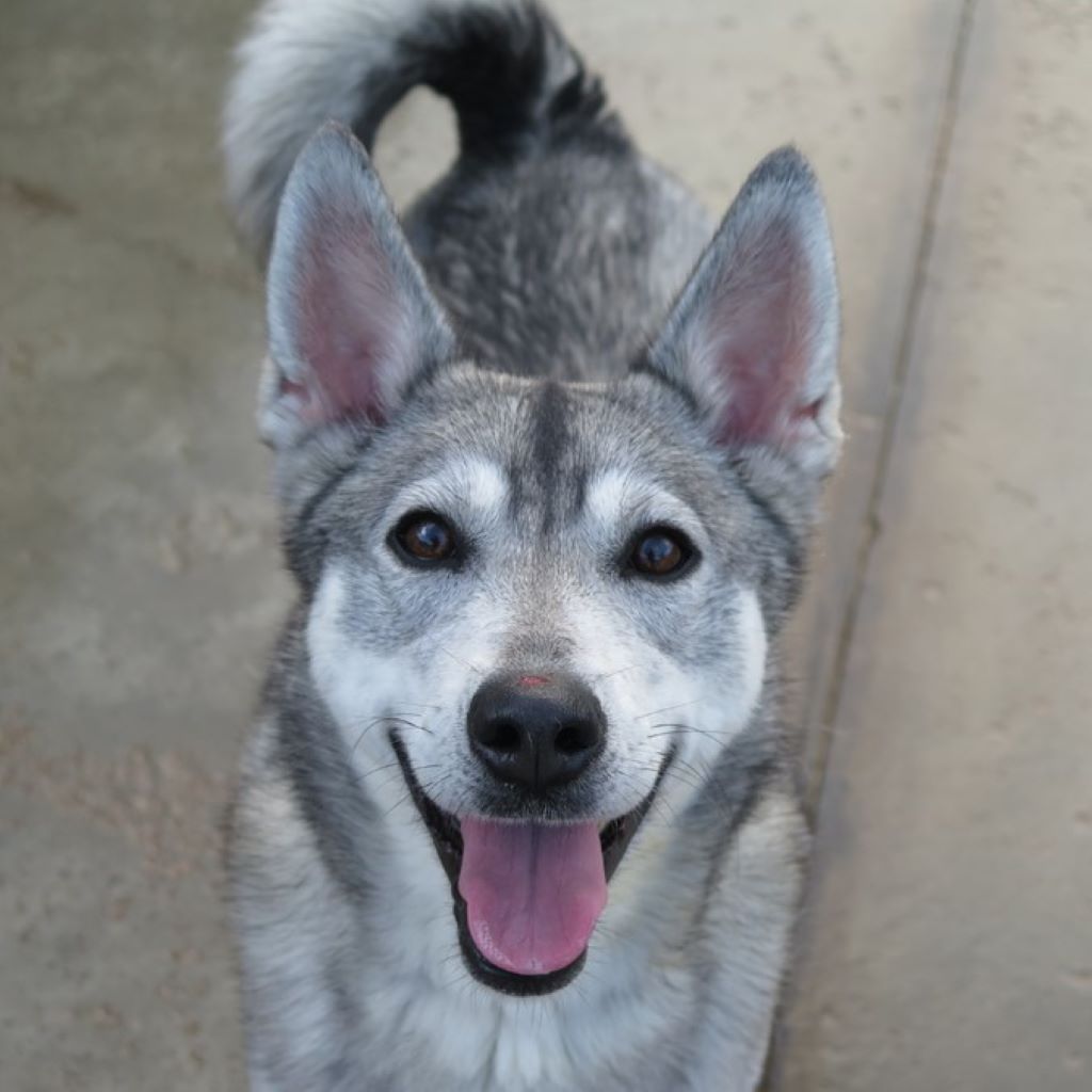 Sibirian Husky Mischling Silver, 06/2021, ca. 50 cm